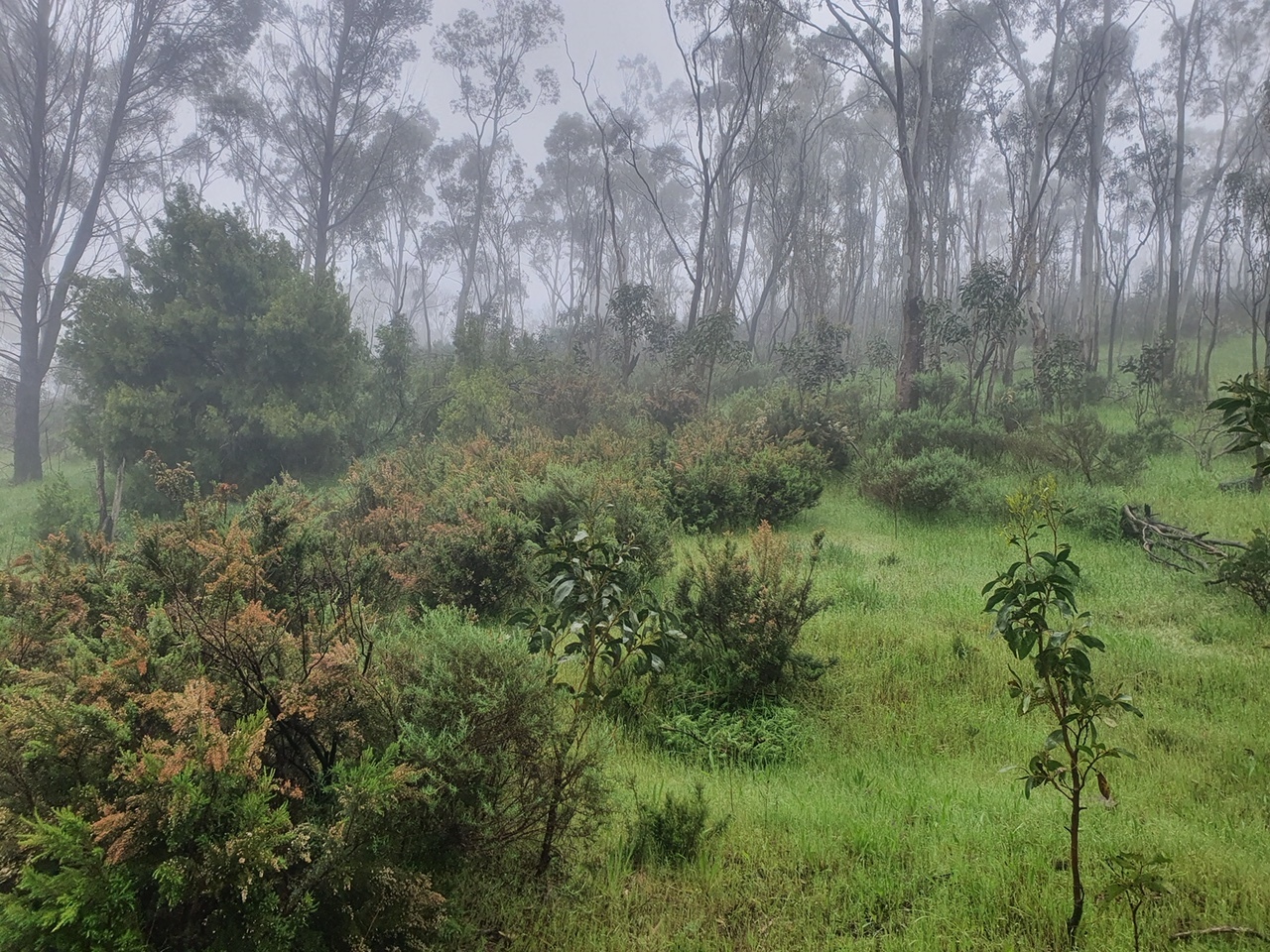 Erica Control work in Ambers Gully
